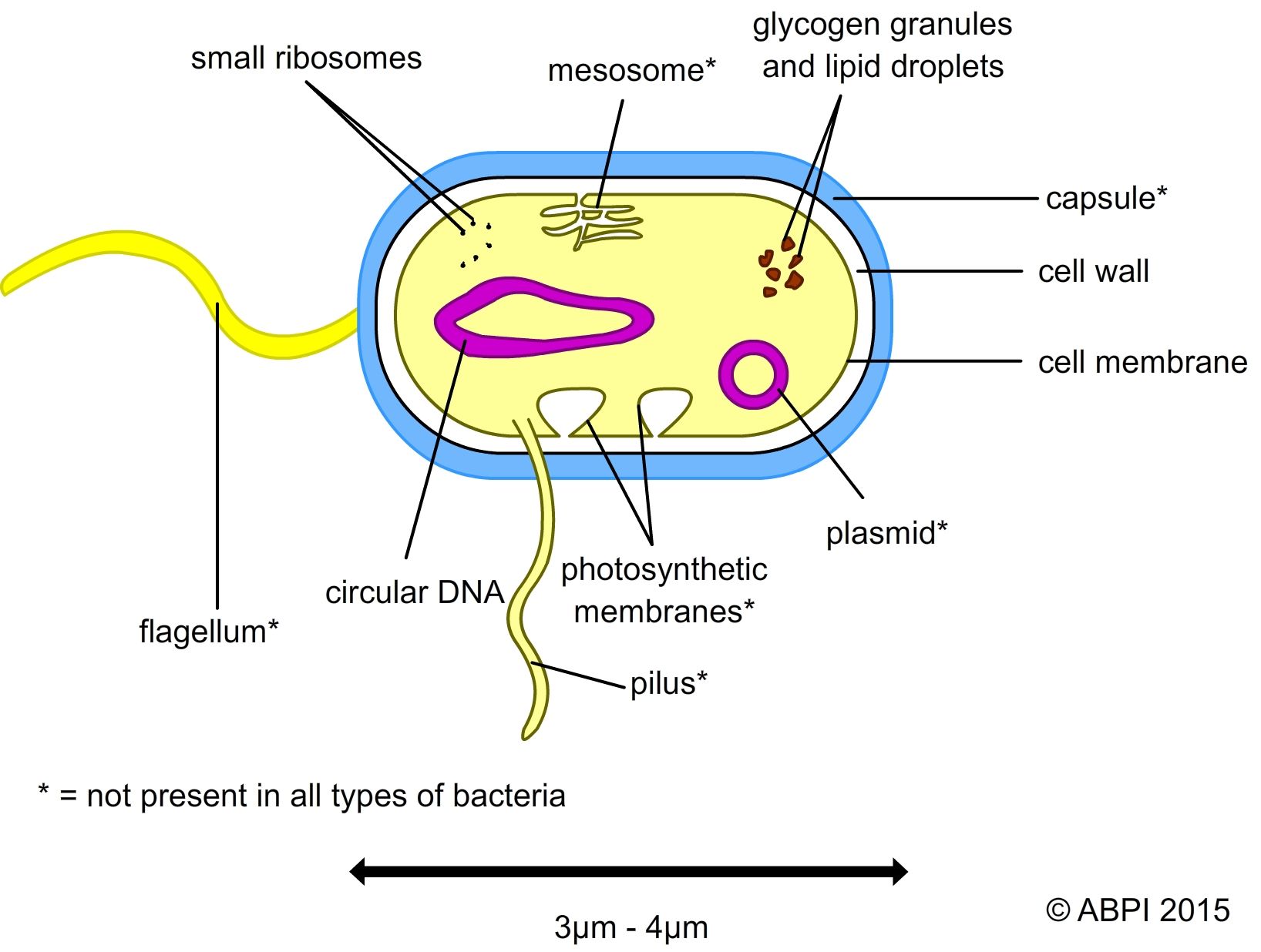 types of bacterial cells