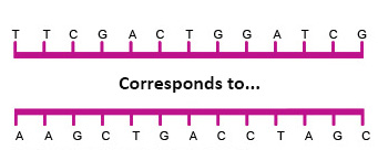 DNA 4