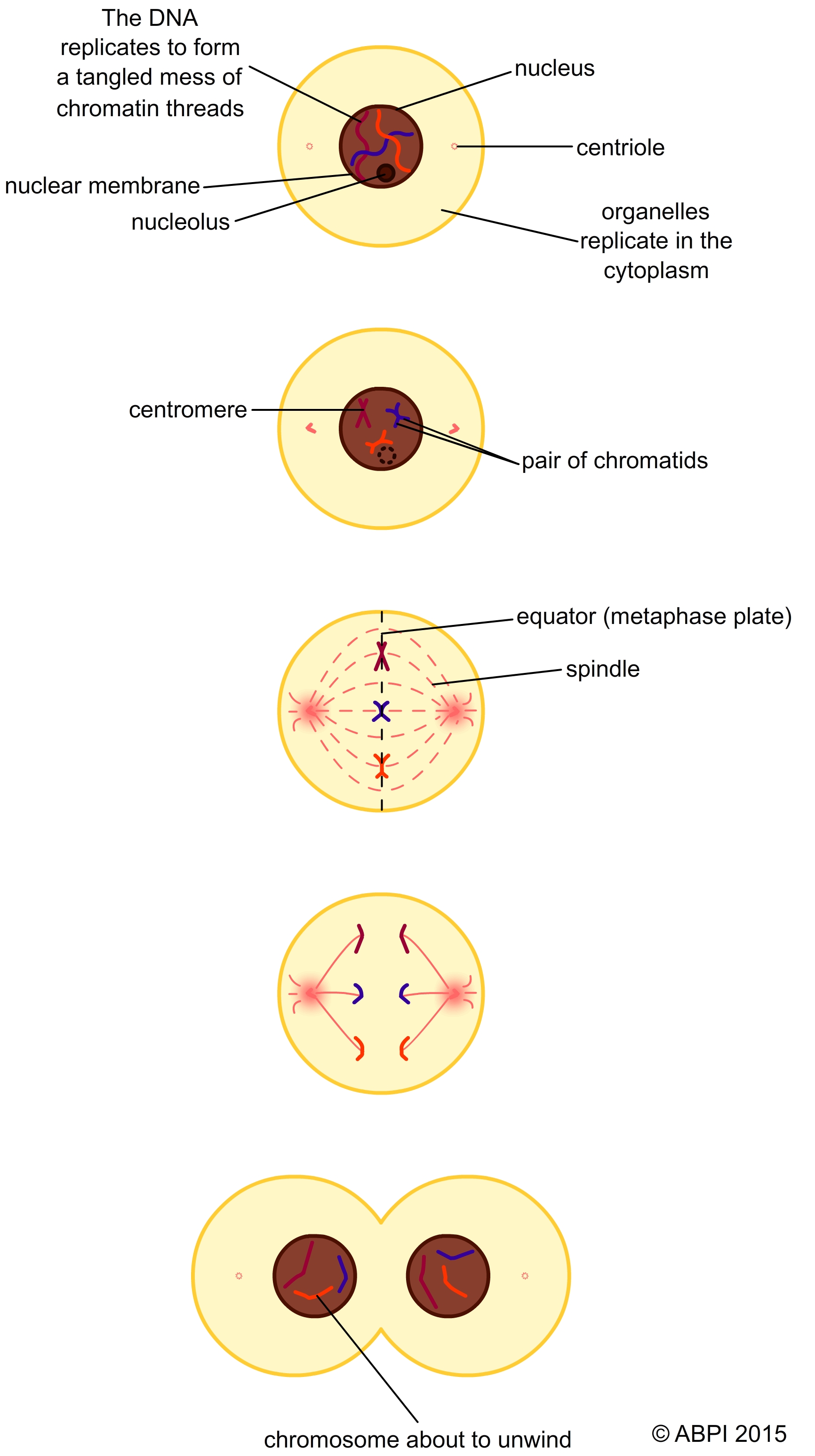 Diagram showing the main stages of mitosis