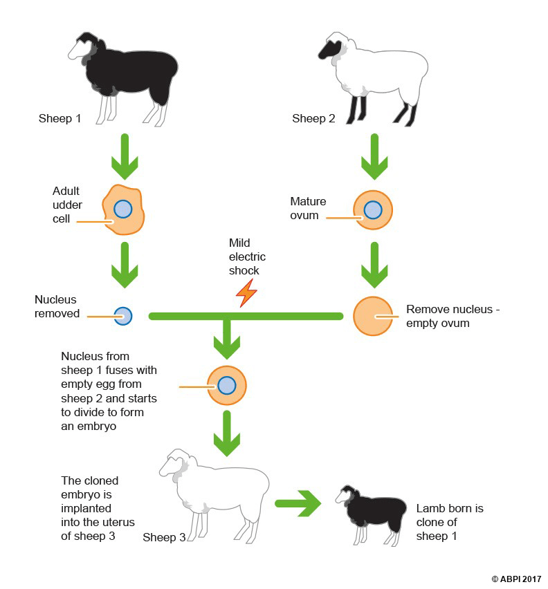 The top half of the diagram shows Sheep 1 and Sheep 2. A cell from the udder of Sheep 1 is isolated and a mature ovum is collected from Sheep 2. In both cells the nucleus gets removed. Scientists keep the nucleus from Sheep 1 and the empty ovum from Sheep 2. In the bottom half, the nucleus from Sheep 1 fuses with the empty ovum from Sheep 2 upon mild electric shock. The cell starts to divide to form an embryo. The cloned embryo is implanted into the uterus of Sheep 3. The born lamb is a clone of Sheep 1.
