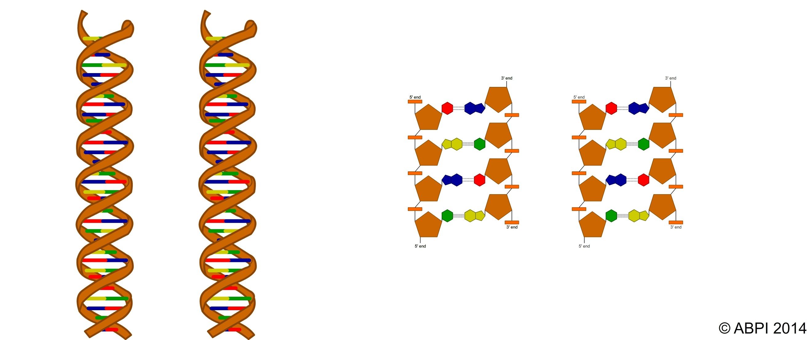 DNA Double Helix 4
