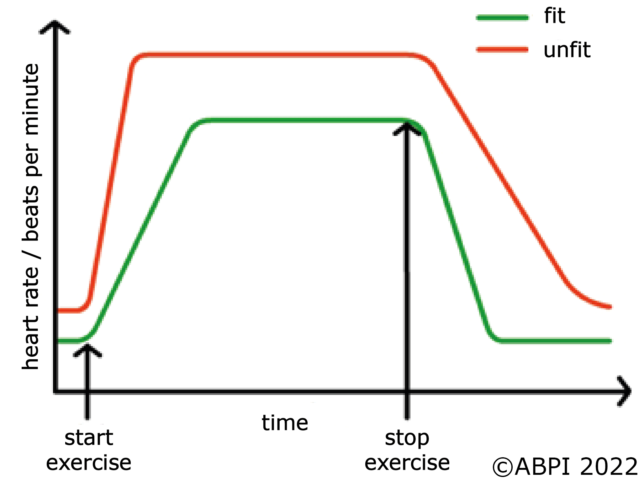 Heart Rate Exercise