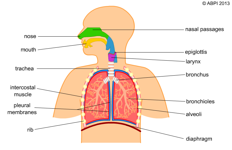 Breathing System Copy