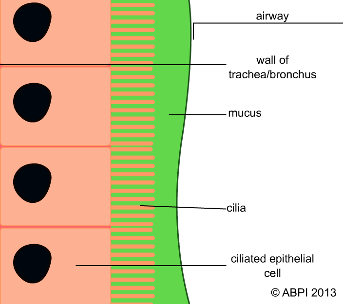 Epithetial Cells