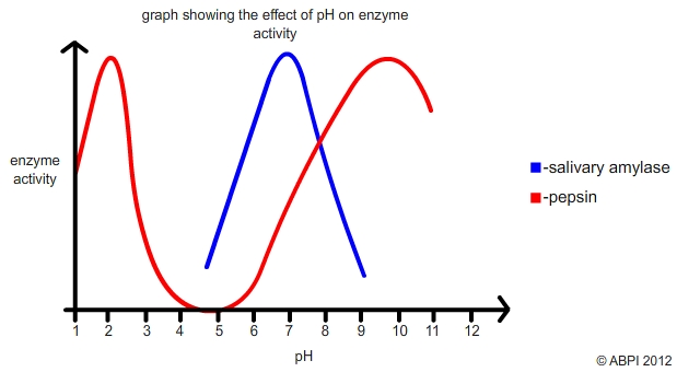 Ph Enzymes