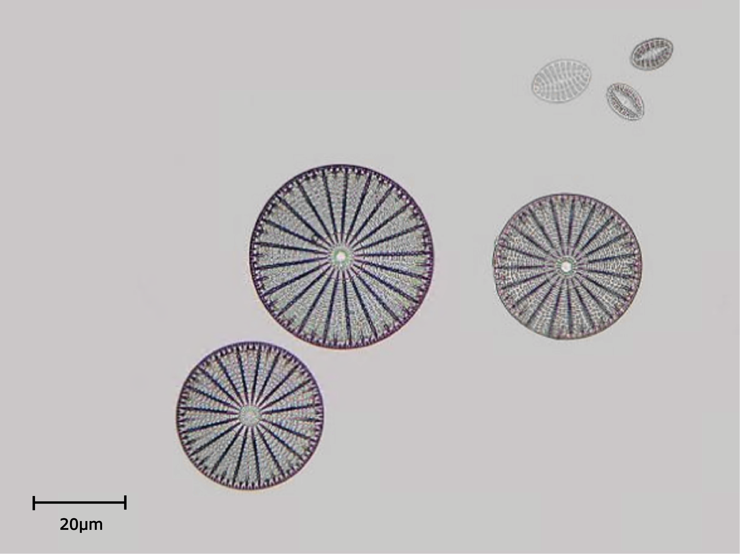 Diatom Scale