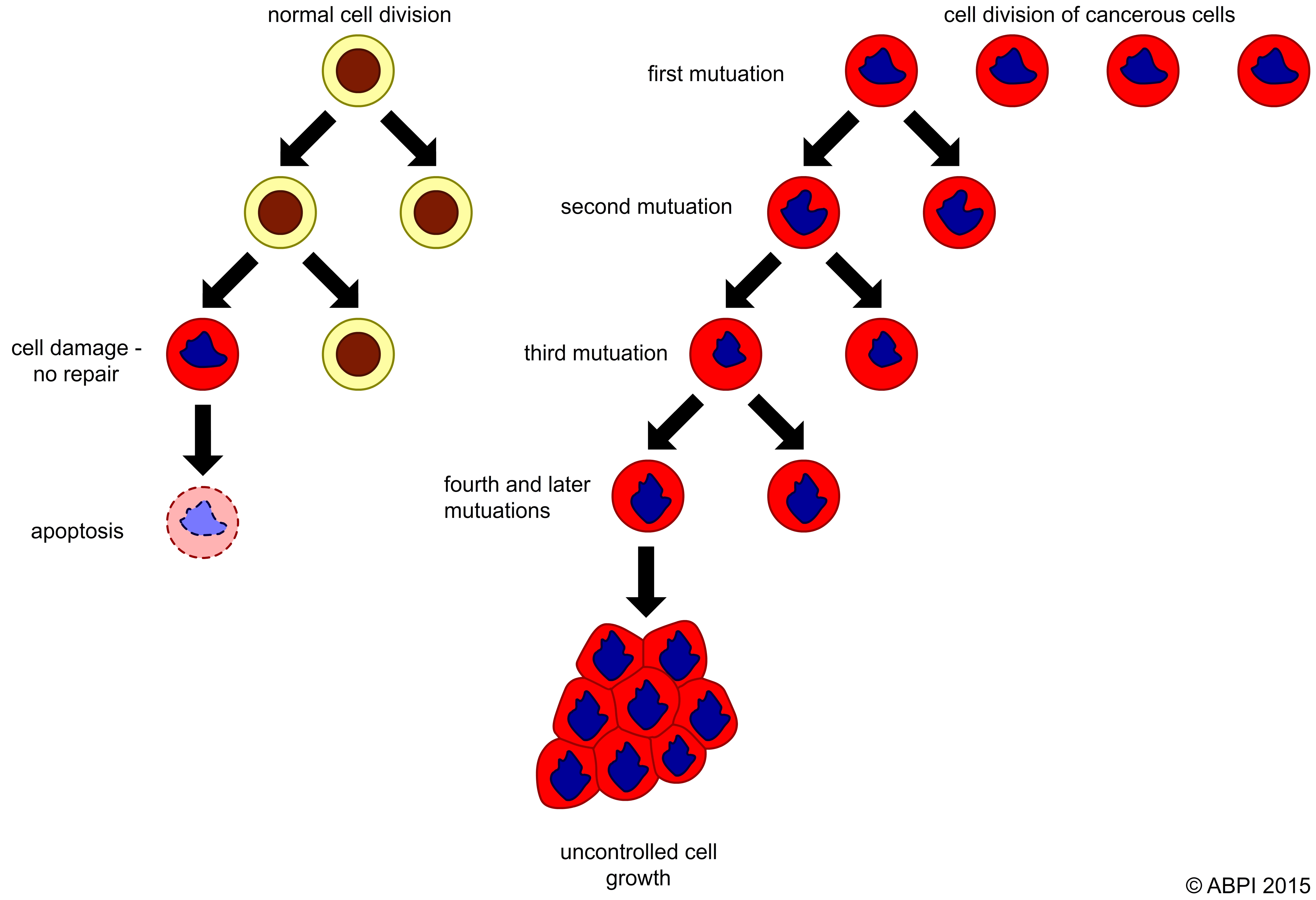 Normal cell division and the development of cancer