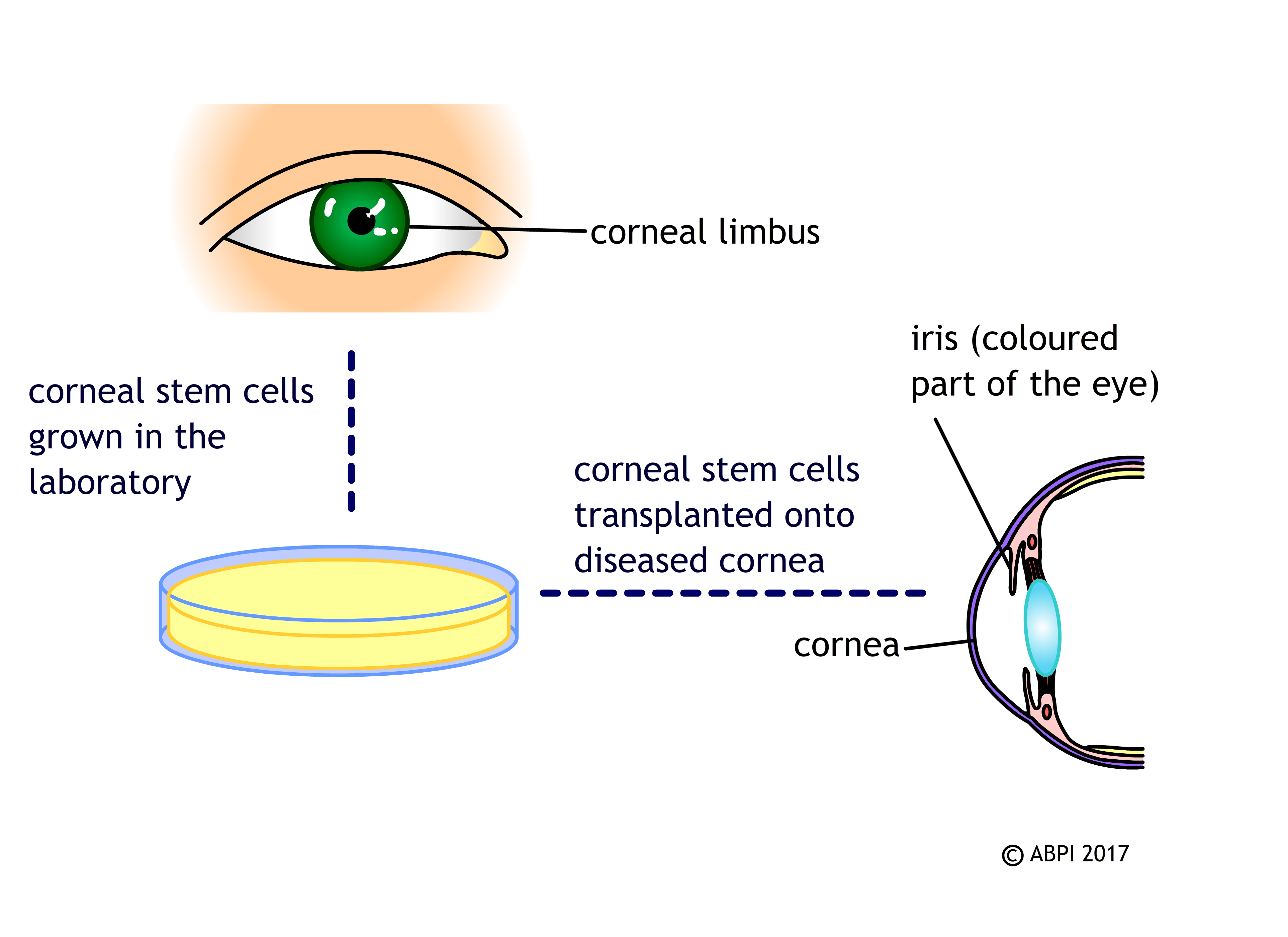 Stem Cells14 (1)