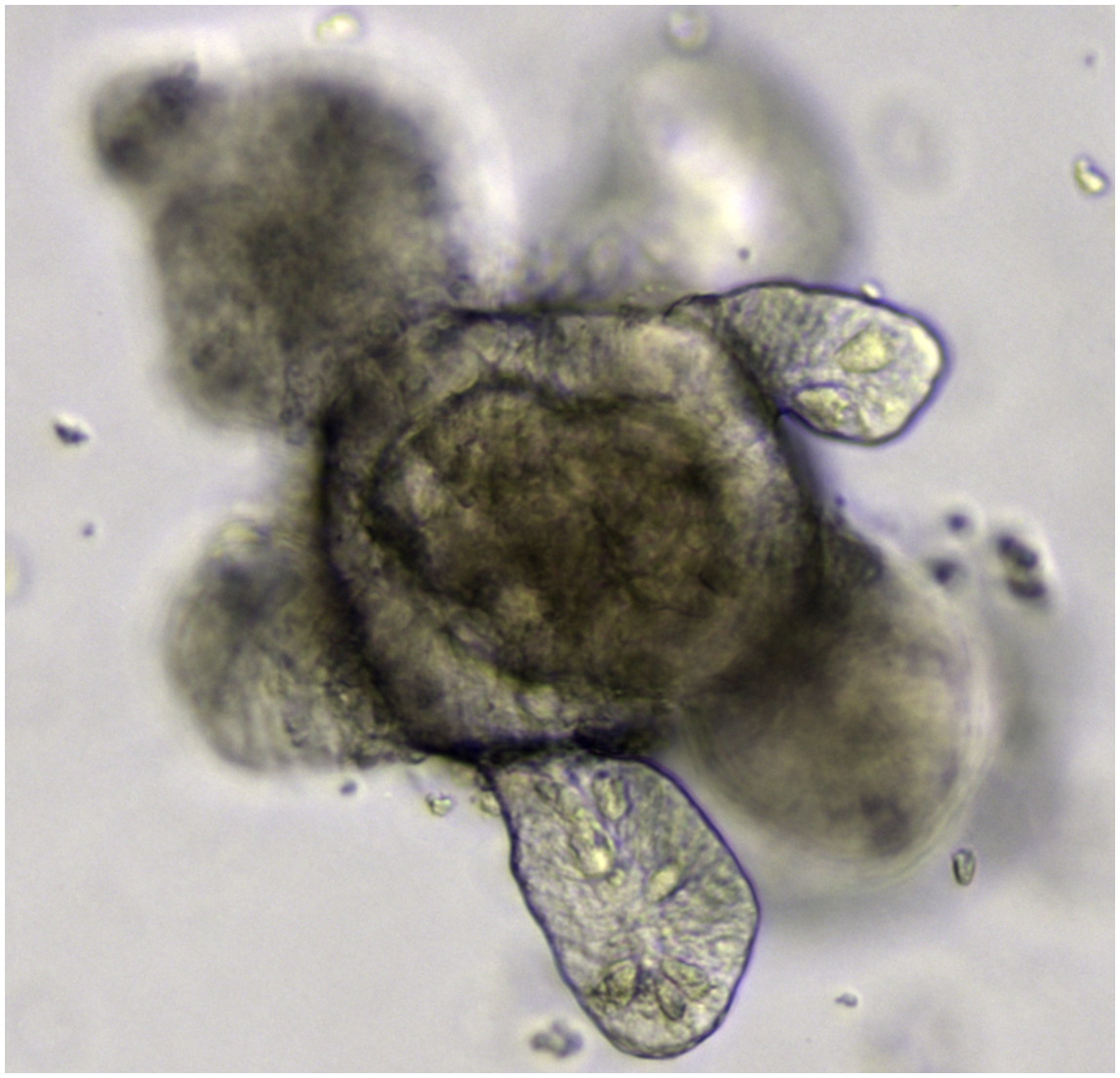 Stem Cells19 (1)
