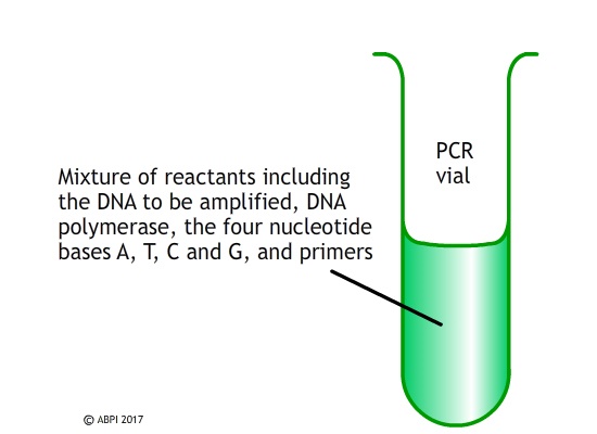 Polymerase7