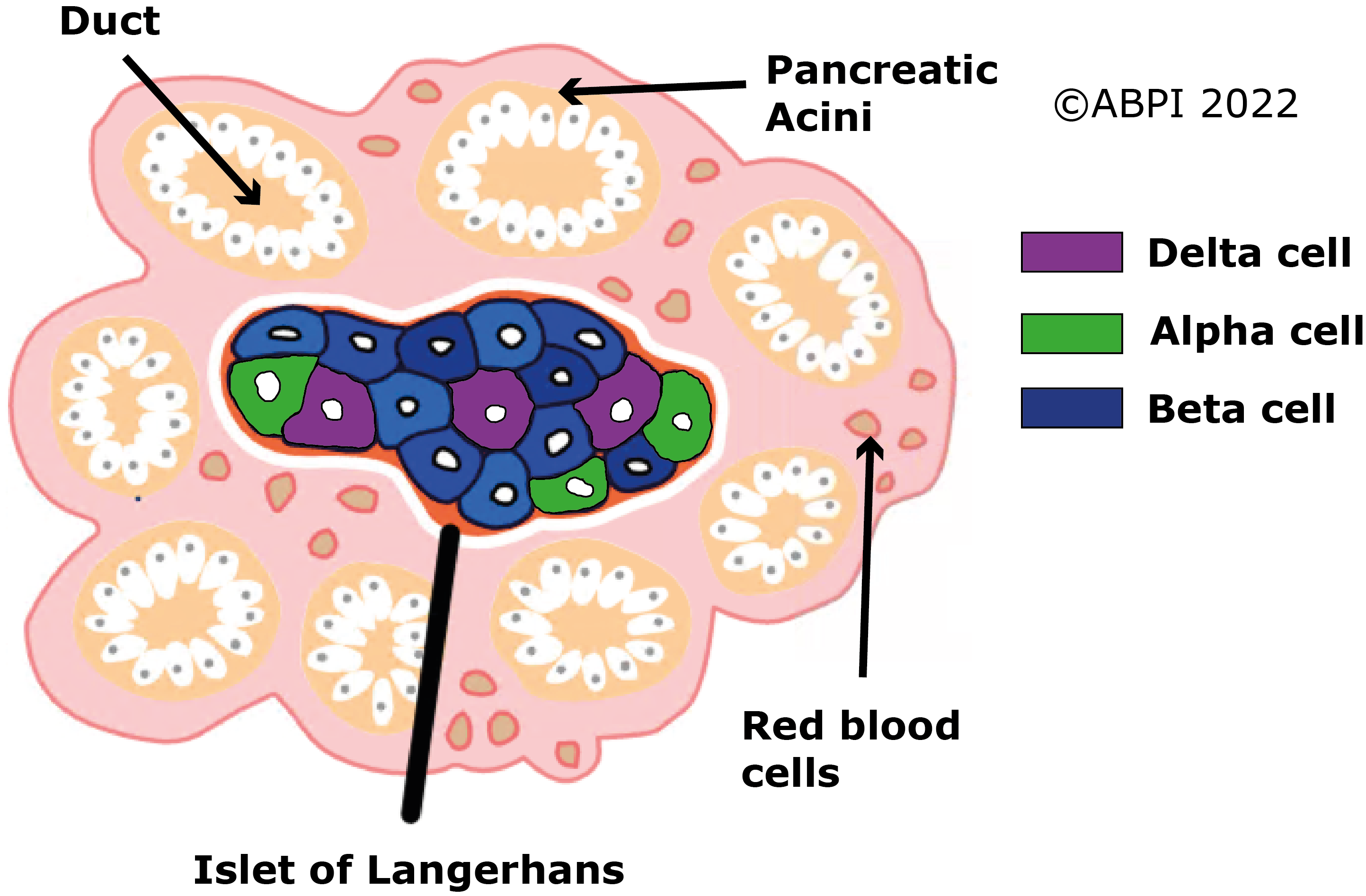 Pancreas Internal Structure