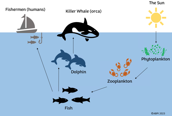 ocean food chain