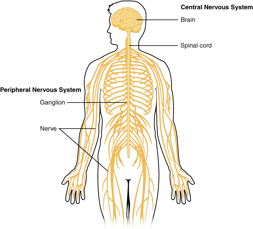 Overview Of Nervous System