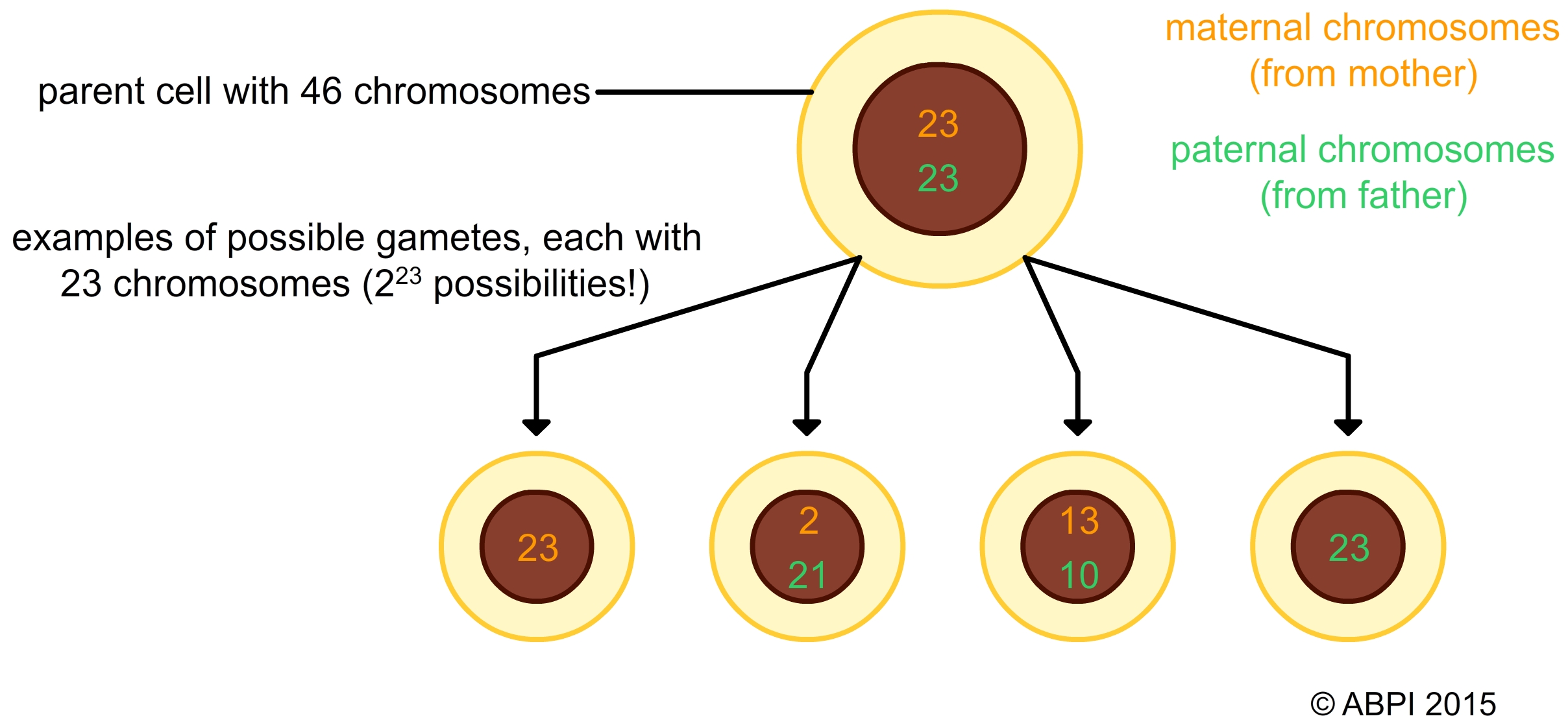 Just a few of the possible combinations of chromosomes that could be found in the haploid daughter cells produced from one original cell