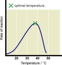 The Effect Of Temperature On Enzyme Action
