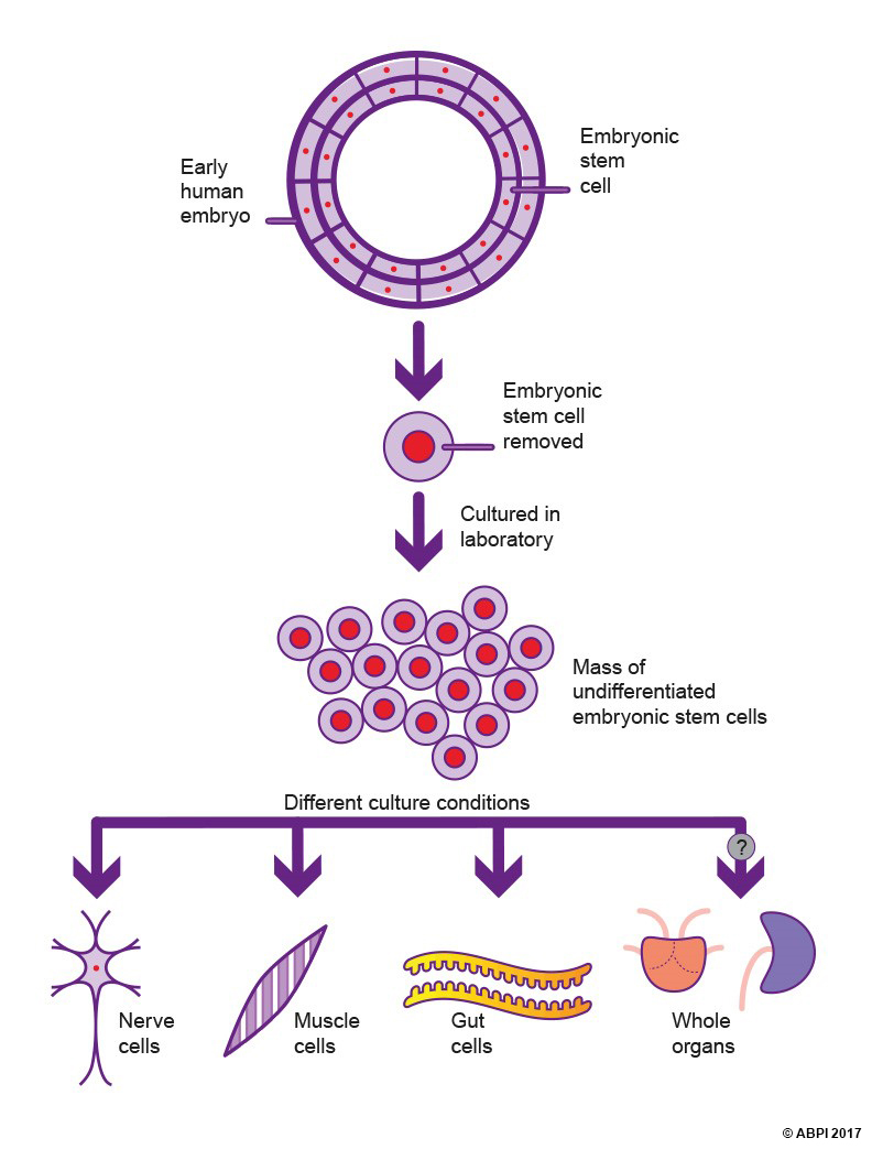 Stem Cells5 (1)
