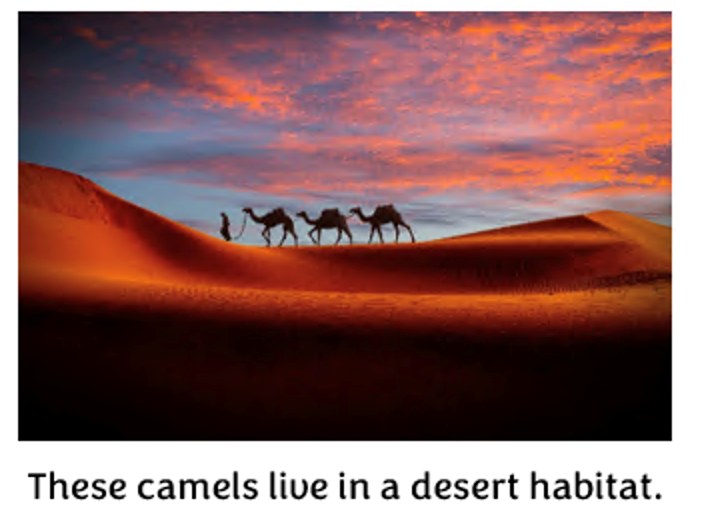 desert habitat