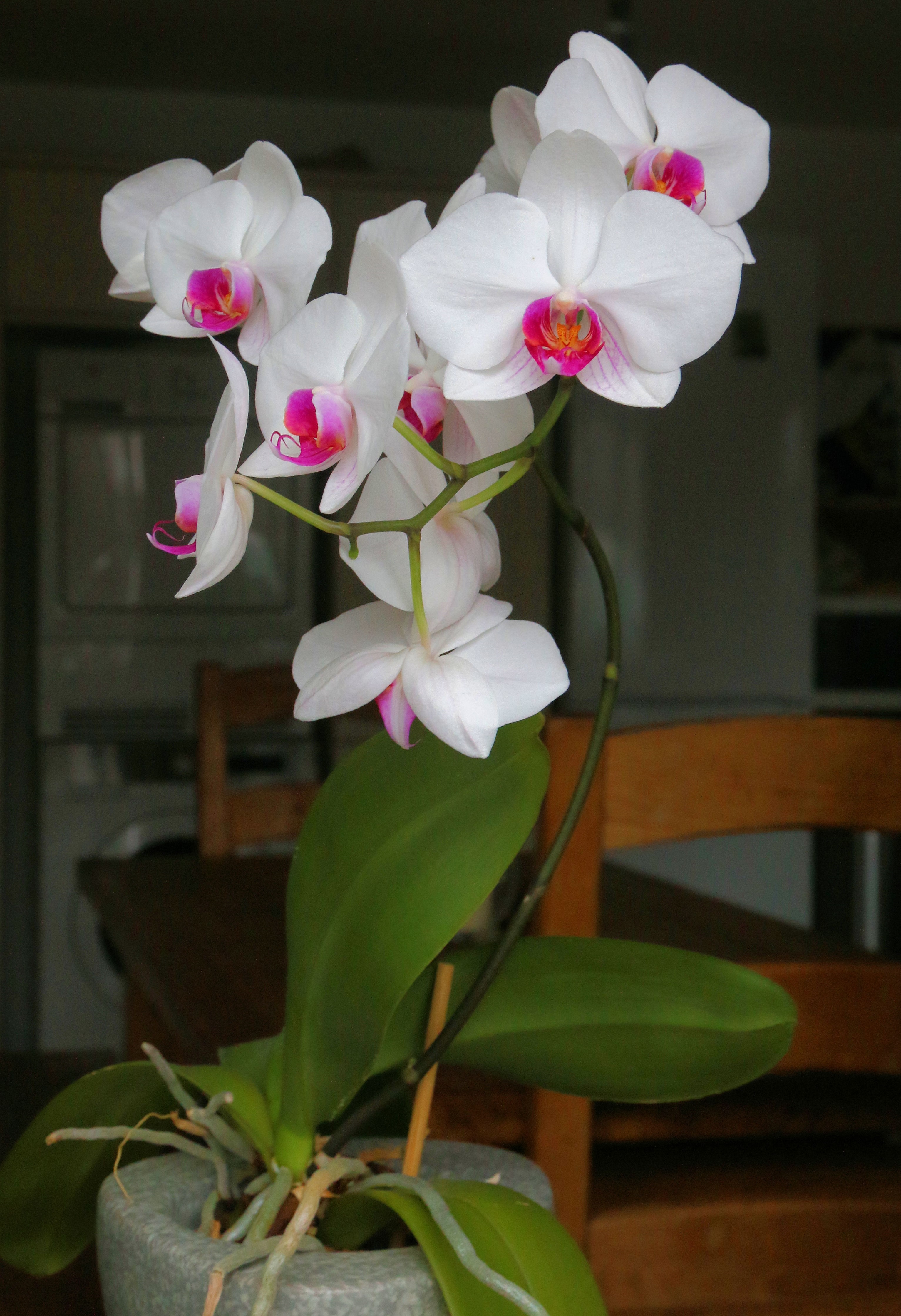 Orchids in a vase