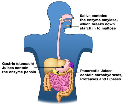 Enzymes in the digestive system