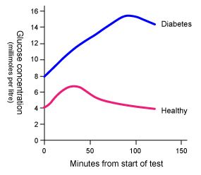 Blood glucose in the diabetic rises and stays above normal. The healthy person regulates their glucose back to normal