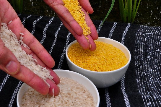 Golden rice compared to white rice