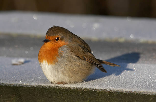 Robin