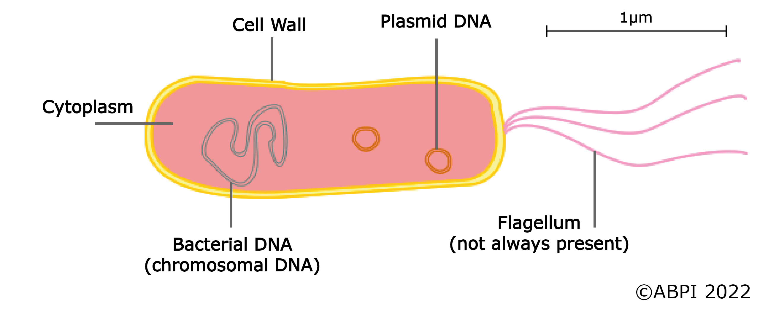 Bacterium Diagram Scale