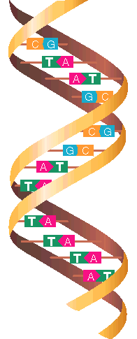 Only a few bases have to change to cause a mutation in a gene