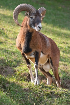 Mouflon (1)