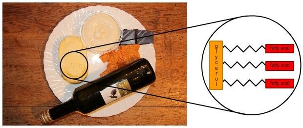 Lipid Example