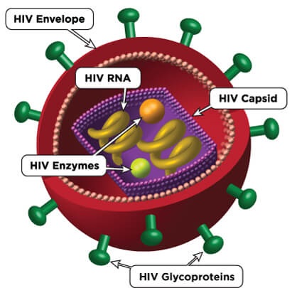 Hiv Parts