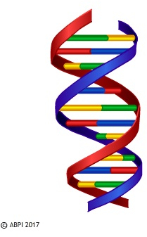The DNA double helix – one of the most easily recognised molecules in the world