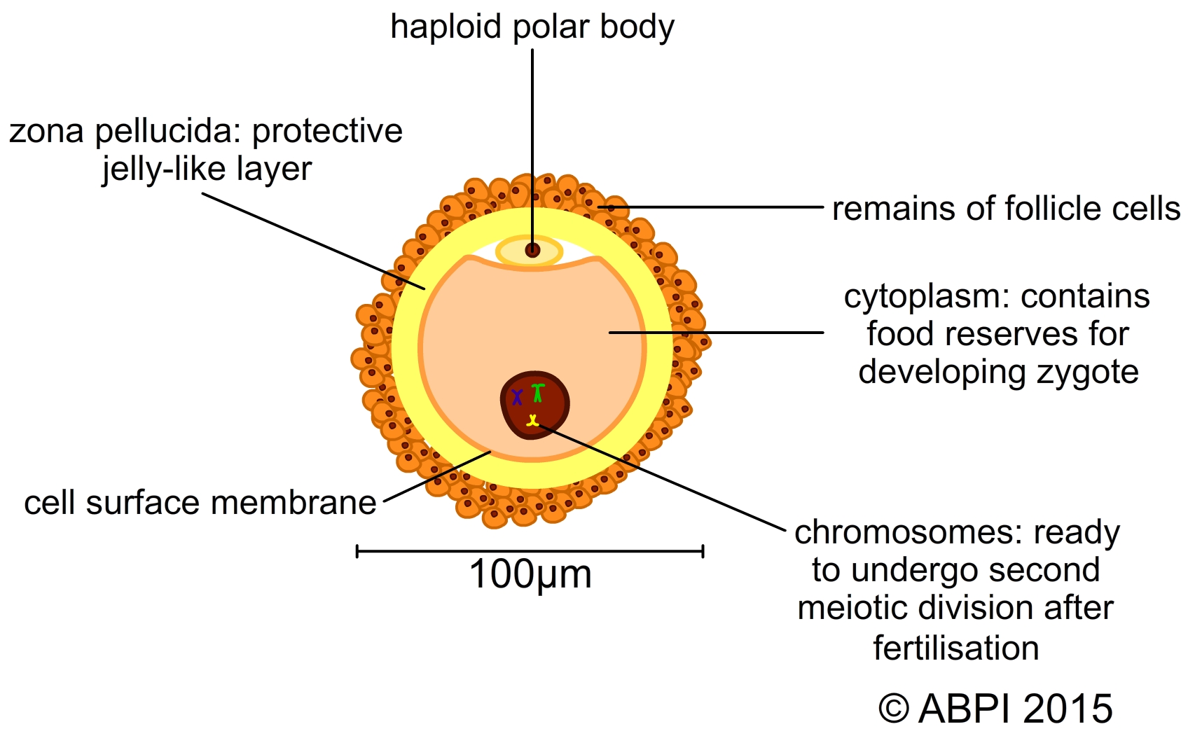 Ovum