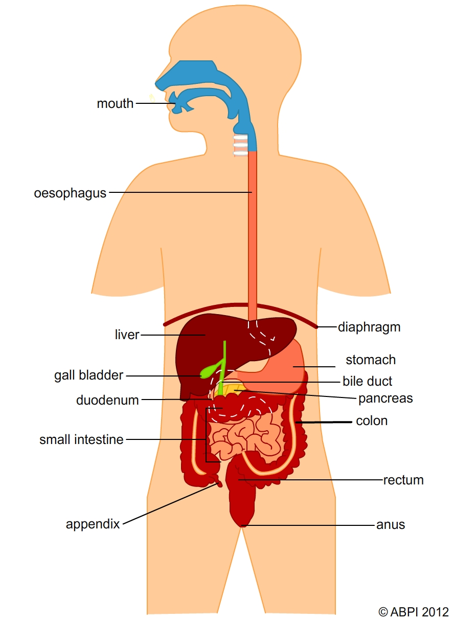 The digestive system in action