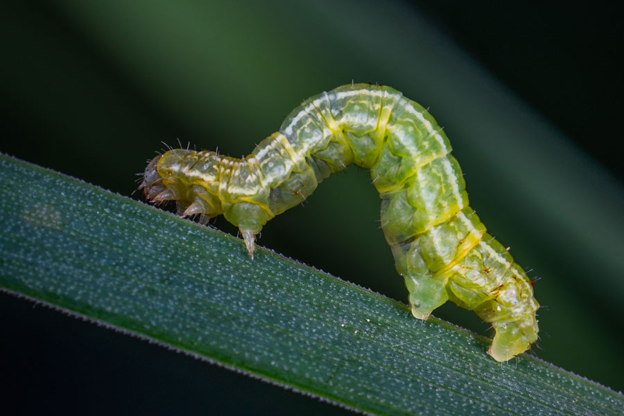 Caterpillar 900X600