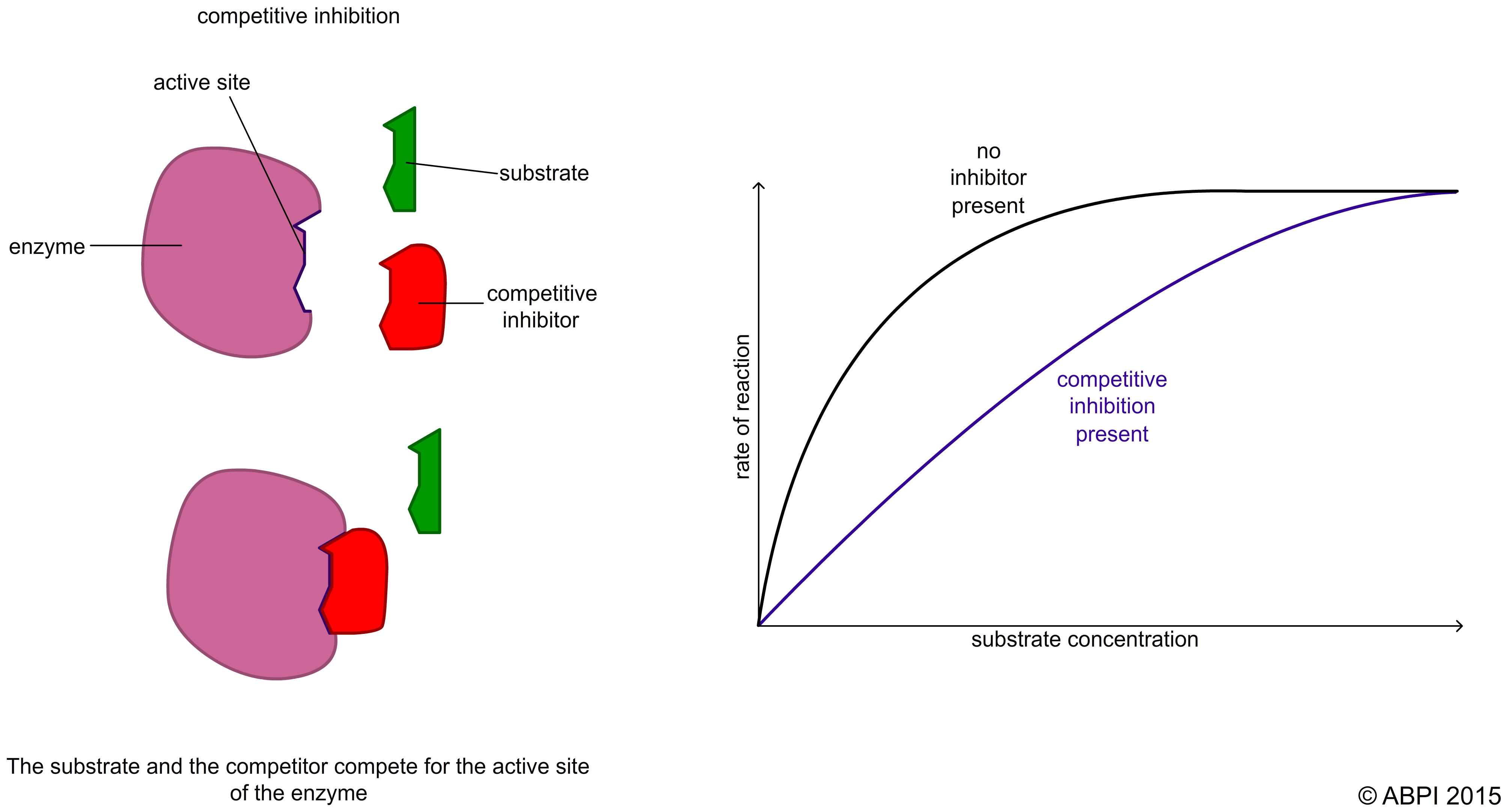 Competitive Reversible Inhibition